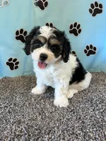 DIXIE, a female Cavachon for sale in Herndon, KY – 5 of 10