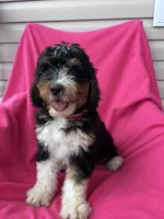 RUSTY, a male Miniature Bernedoodle for sale in Herndon, KY – 2 of 10