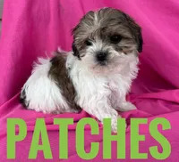 PATCHES , a male Shihpoo for sale in Bowling Green, KY – Photo 2 of 3