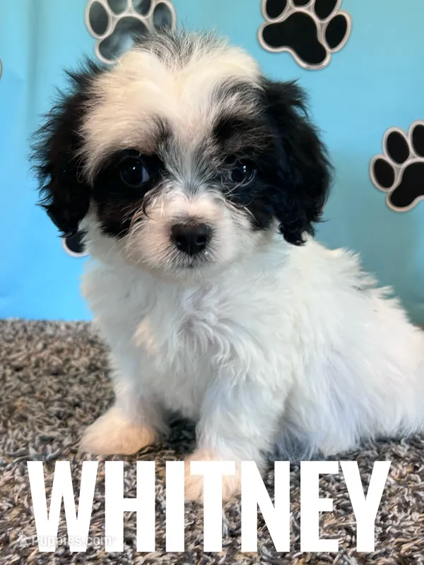 WHITNEY – Cavachon puppy for sale in Bowling Green, KY
