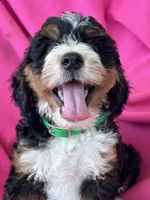 GRETA, a female Miniature Bernedoodle for sale in Bowling Green, KY – 4 of 10