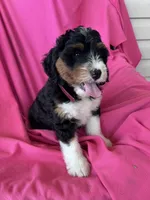BUBBLES, a female Miniature Bernedoodle for sale in Bowling Green, KY – 3 of 9