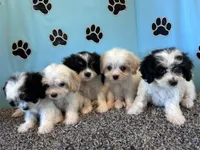 WILLOW, a female Cavachon for sale in Bowling Green, KY – 2 of 5