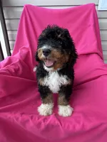 WALTER, a male Miniature Bernedoodle for sale in Herndon, KY – 2 of 10