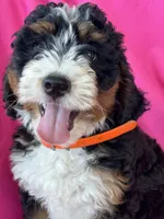 OAKLEY, a female Miniature Bernedoodle for sale in Bowling Green, KY – 5 of 10