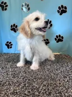 TANNER, a male Cavachon for sale in Pembroke, KY – 3 of 7
