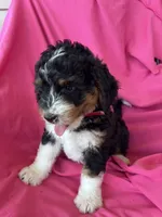 RUSTY, a male Miniature Bernedoodle for sale in Bowling Green, KY – 6 of 10