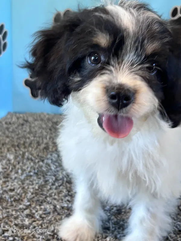 WANDA – Cavachon puppy for sale in Pembroke, KY
