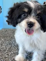 WANDA, a female Cavachon for sale in Pembroke, KY – 1 of 9
