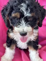 GRETA, a female Miniature Bernedoodle for sale in Bowling Green, KY – 9 of 10