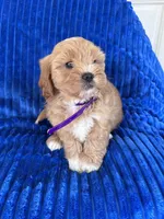 PENNY, a female Shihpoo for sale in Bowling Green, KY – 8 of 10