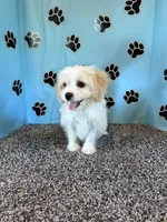 TANNER, a male Cavachon for sale in Pembroke, KY – 5 of 7