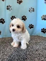 MANDY, a female Cavachon for sale in Herndon, KY – 3 of 9