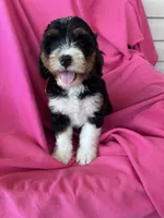 BUBBLES, a female Miniature Bernedoodle for sale in Bowling Green, KY – 2 of 9