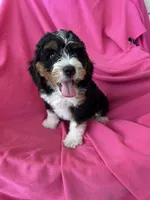 GRETA, a female Miniature Bernedoodle for sale in Bowling Green, KY – 10 of 10