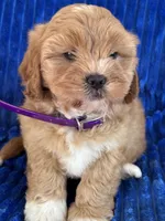 PENNY, a female Shihpoo for sale in Bowling Green, KY – 6 of 10
