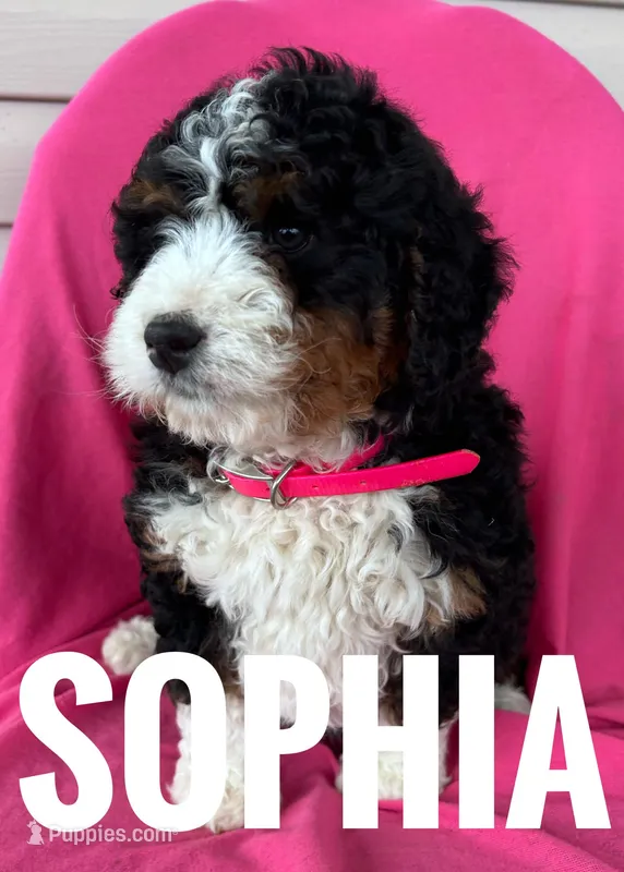 SOPHIA