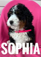 SOPHIA, a female Miniature Bernedoodle for sale in Bowling Green, KY – Photo 1 of 5