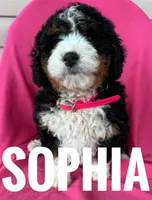 SOPHIA, a female Miniature Bernedoodle for sale in Bowling Green, KY – Photo 2 of 5