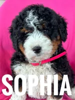 SOPHIA, a female Miniature Bernedoodle for sale in Bowling Green, KY – Photo 3 of 5