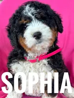 SOPHIA, a female Miniature Bernedoodle for sale in Bowling Green, KY – Photo 4 of 5