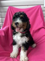 RUSTY, a male Miniature Bernedoodle for sale in Herndon, KY – 9 of 10