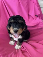 WALTER, a male Miniature Bernedoodle for sale in Bowling Green, KY – 3 of 10