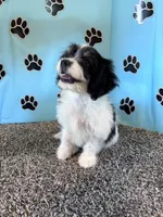 WANDA, a female Cavachon for sale in Pembroke, KY – 3 of 9
