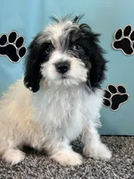 TERRY, a male Cavachon for sale in Pembroke, KY – 8 of 9