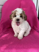 DOLLY, a female Shihpoo for sale in Bowling Green, KY – 4 of 6