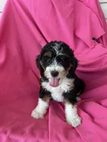 GRETA, a female Miniature Bernedoodle for sale in Bowling Green, KY – 3 of 10