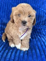 PENNY, a female Shihpoo for sale in Bowling Green, KY – 9 of 10