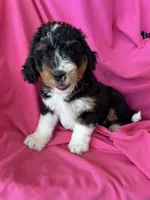 RUSTY, a male Miniature Bernedoodle for sale in Bowling Green, KY – 10 of 10