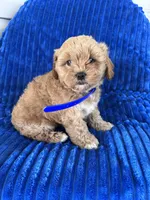 BEA, a female Shihpoo for sale in Bowling Green, KY – 5 of 9