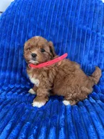 RUBY, a female Shihpoo for sale in Bowling Green, KY – 6 of 9