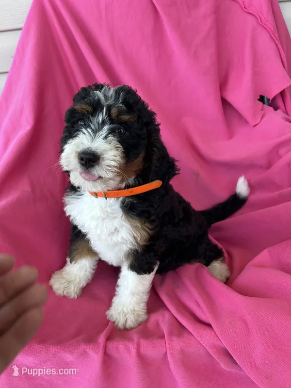 OAKLEY – Miniature Bernedoodle puppy for sale in Bowling Green, KY