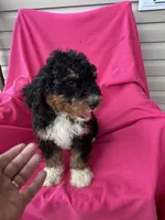 WALTER, a male Miniature Bernedoodle for sale in Herndon, KY – 6 of 10