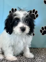 TERRY, a male Cavachon for sale in Pembroke, KY – 3 of 9