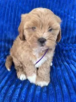 PENNY, a female Shihpoo for sale in Bowling Green, KY – 10 of 10