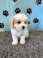 MANDY, a female Cavachon for sale in Herndon, KY – 5 of 9