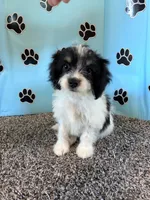 WANDA, a female Cavachon for sale in Pembroke, KY – 5 of 9