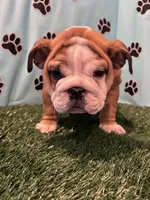 NATASHA, a female English Bulldog for sale in Bowling Green, KY – Photo 7 of 8