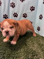 NATASHA, a female English Bulldog for sale in Bowling Green, KY – Photo 6 of 8