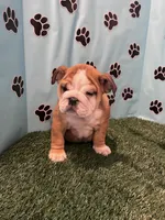 NATASHA, a female English Bulldog for sale in Bowling Green, KY – Photo 1 of 8