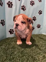 NATASHA, a female English Bulldog for sale in Bowling Green, KY – Photo 5 of 8