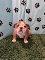 NATASHA, a female English Bulldog for sale in Bowling Green, KY – Photo 8 of 8