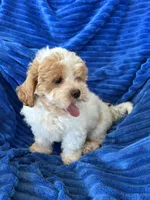 DOLLY, a female Shihpoo for sale in Pembroke, KY – 10 of 10