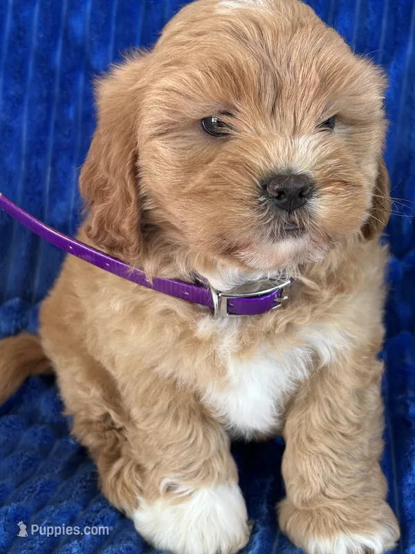 PENNY – Shihpoo puppy for sale in Bowling Green, KY