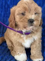 PENNY, a female Shihpoo for sale in Bowling Green, KY – 1 of 10