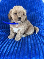 BEA, a female Shihpoo for sale in Bowling Green, KY – 4 of 9